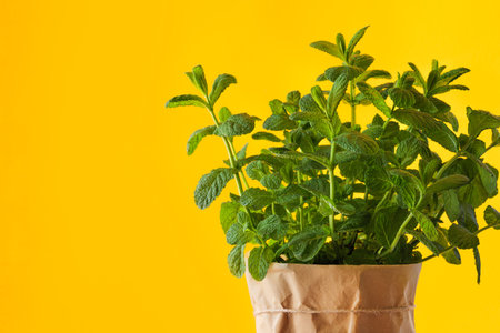 Mint plant grows at home in paper pot at the yellow background. Home gardening for fresh and natural...