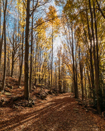 Pathway through the autumn forest with colorful trees in the evening sunlight shining through the treesの写真素材