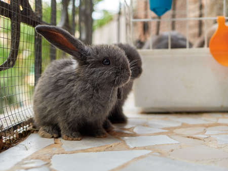 Small grey rabbits sitting next to the cage. Keeping animals at home concept.の写真素材