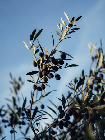 Branch of olives against the background of the sky in the sunset lightの写真素材