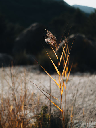 Common golden reed shrub featuring sun rays going through seeds and leavesの写真素材