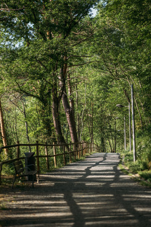 Dirt road for hiking in the city summer park among tall green trees. In the shade of the spreading...