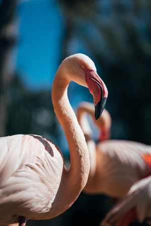 Flamingo Close-up: a Stunning View of Wildlife Water Bird with a Beautiful Beakの写真素材