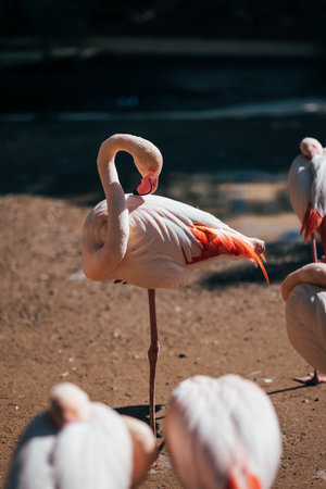 Flamingo standing in the nature. Beautiful Display of Animal Wildlife with Beaks and Feathers.の写真素材
