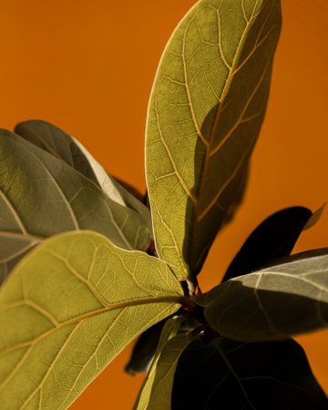Detailed View of Green Leaves Against a Vivid Orange Backgroundの写真素材