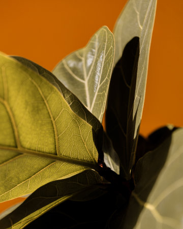 A Close Up Of A Green Black Leaf On An Orange Backgroundの写真素材