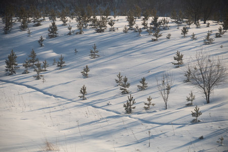 Snow-covered landscape with young pine trees casting long winter shadows