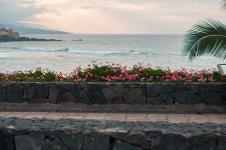 Rock wall with vibrant pink flowers overlooking the ocean during a calm sunsetの写真素材