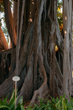 Massive intertwined roots and trunk of a banyan tree with aerial roots hanging downの写真素材
