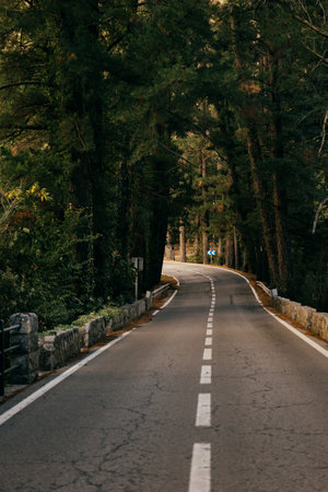 Curving forest road paved with asphalt and lined with stone barriers under dense pine canopyの写真素材