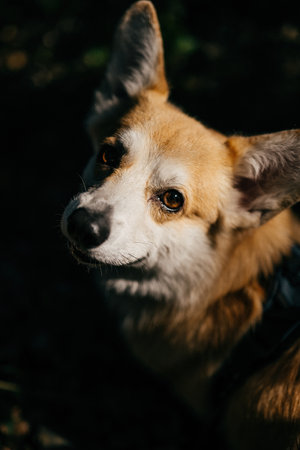 Close-up portrait of corgi with warm light catching its eyes and facial fur in shadowsの写真素材