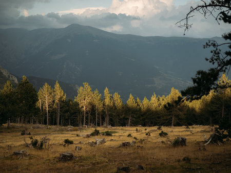 Illuminated pine trees across a clearing beneath a dark cloudy mountain backdropの写真素材