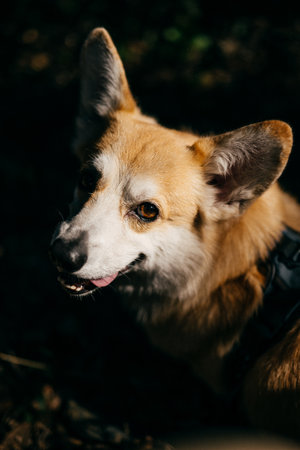 Corgi with tongue out and alert ears in partial light smiling slightly while sitting in forestの写真素材