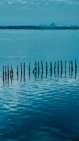 Lake shore at wetland.の写真素材