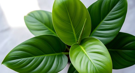 Close up of a philodendron plant showcasing its smooth glossy and textured green leaves providing a calming and organic indoor aestheticの写真素材