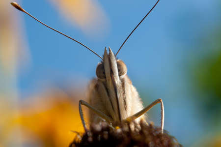 Butterfly on a background of blue skyの写真素材