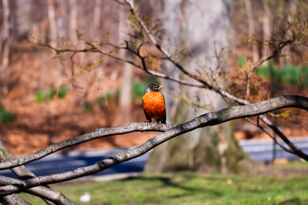 American robin on the treen branchの写真素材