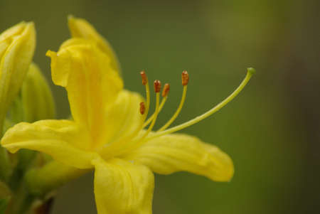 Yellow blossom with pollen grain.の写真素材