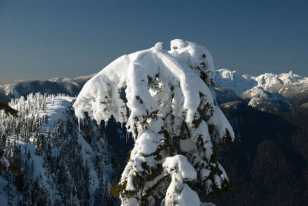 Icing on treeの写真素材