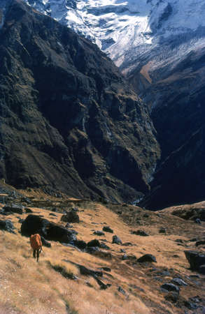 Himalaya Trekkingの写真素材