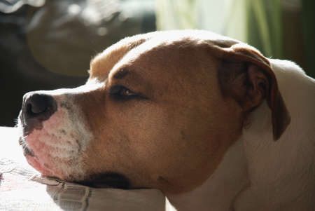Contented Dogの写真素材