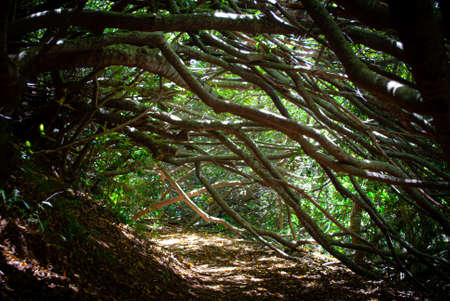 A tunnel through a tangle of tree branches.