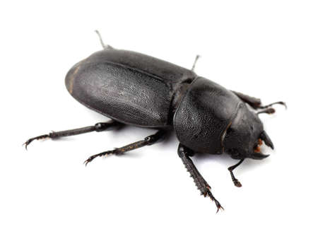 Female stag beetle isolated on a white background. の写真素材