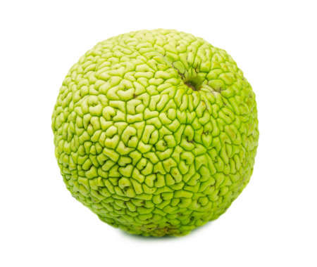 Monkey brain fruit on a white backgroundの写真素材