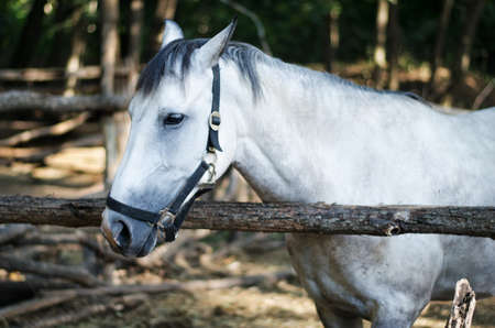 White horse in a stable in forestの写真素材