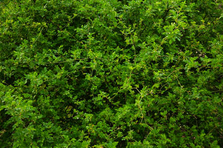 Green bush wall background, texture