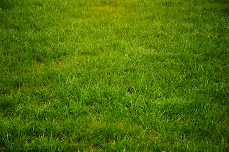 Stadium green grass lawn as background