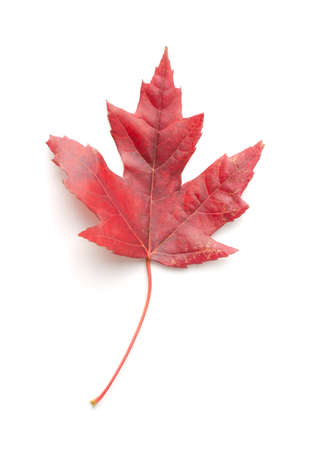 Red maple leaf as an autumn symbol as a seasonal themed concept as an icon of the fall weather on an isolated white background.の写真素材
