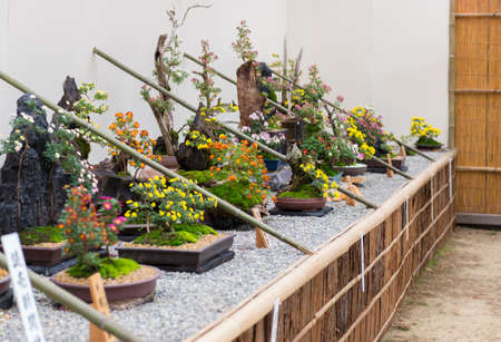 Traditional Japanese Chrysanthemum Bonsai in Autumnの写真素材