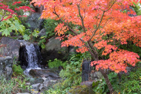 Japanese maple in the park in the autumn coloringの写真素材