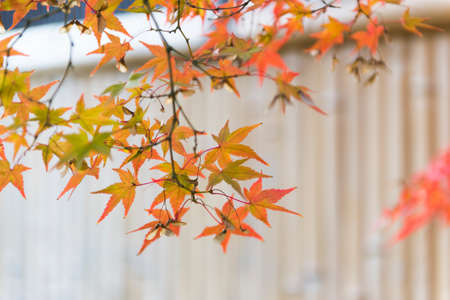 Japanese maple in the park in the autumn coloringの写真素材