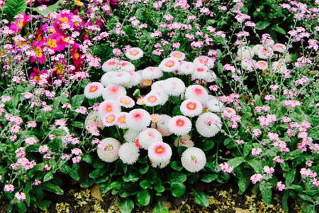 Flower Gardenの写真素材