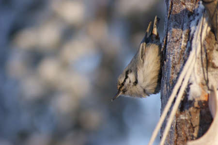 nuthatchの写真素材