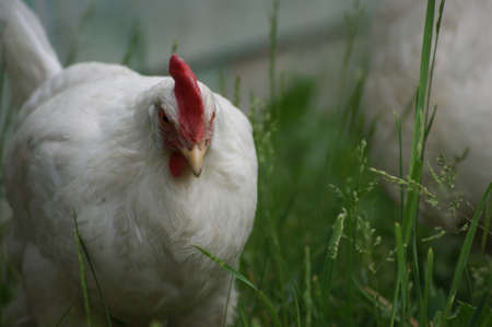 white chicken on the green grassの写真素材