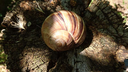 snail