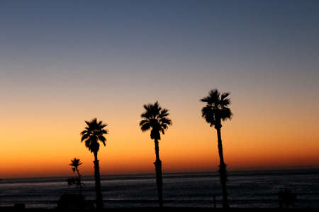 A family tree behind a sunset