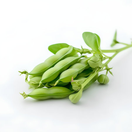 Fresh green peas on white background. Isolated. Close up.の素材