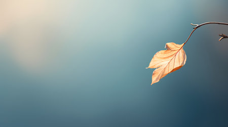 Autumn leaf on blue background with copy space. Autumn concept.の素材