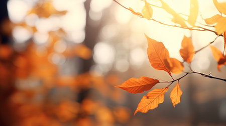 Autumnal background with bokeh defocused lights and leavesの素材
