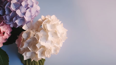 Hydrangea macrophylla flowers on blue background with copy spaceの素材