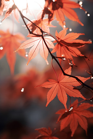 Maple leaves in autumn season with dew drops and sunlight.の素材
