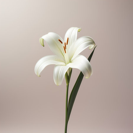 White lily flower isolated on a white background. 3d illustrationの素材