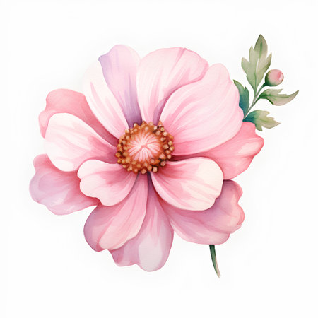 Watercolor pink dahlia isolated on white background. Hand painted illustrationの素材