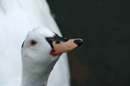White duckの写真素材