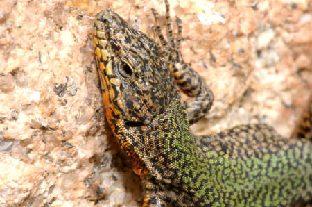 Samll lizardの写真素材