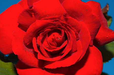 Red roseの写真素材